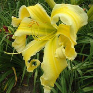 Лилейник  Полёт Ангелов